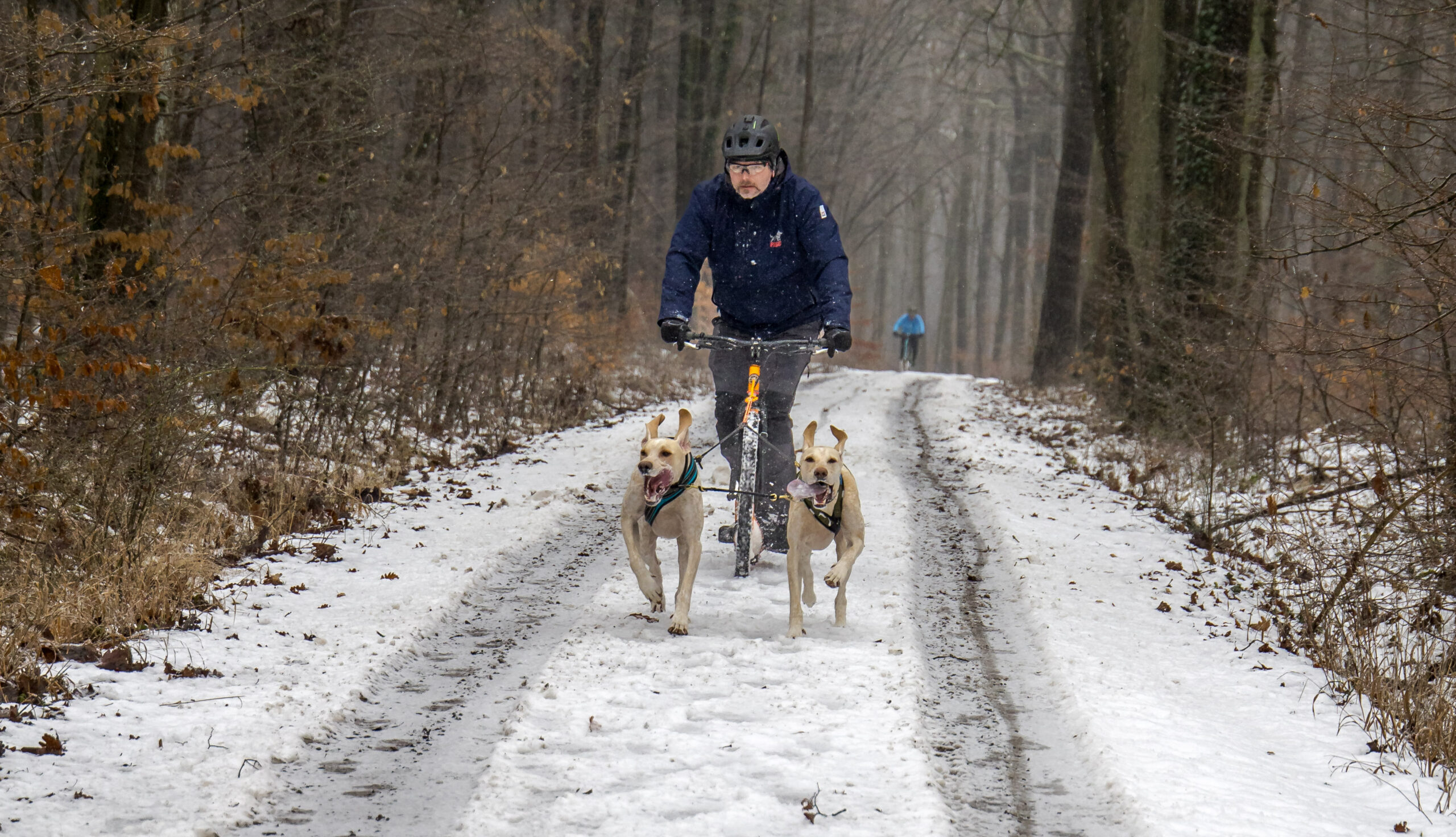 _E9A0139 Dogscooter-Gespann mit zwei Hunden im Rennen